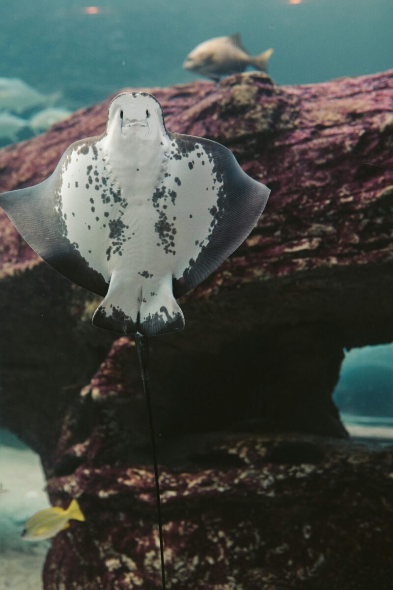 A stunning manta ray elegantly swims underwater, showcasing marine beauty.
