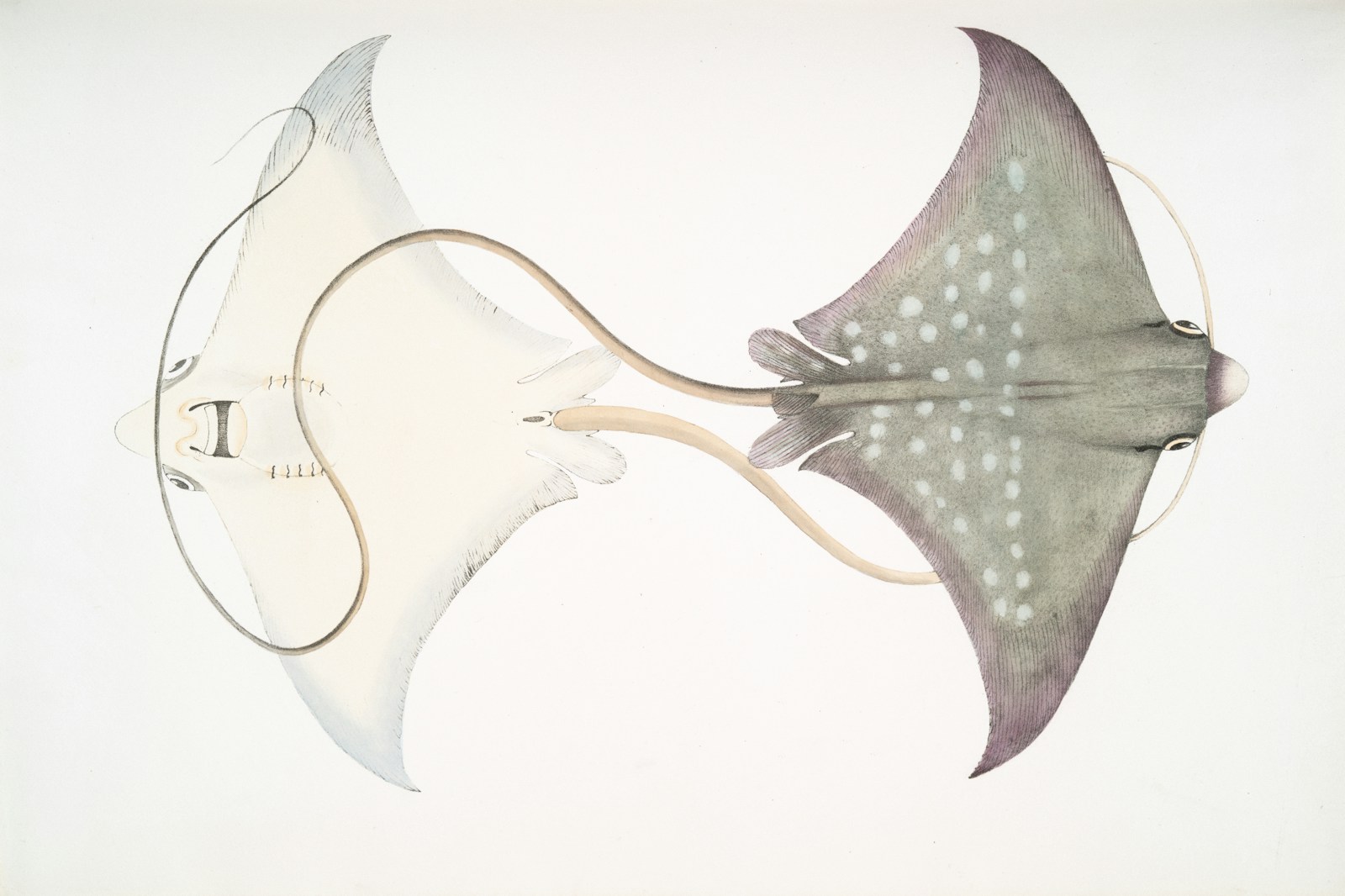 Two spotted eagle rays swimming together